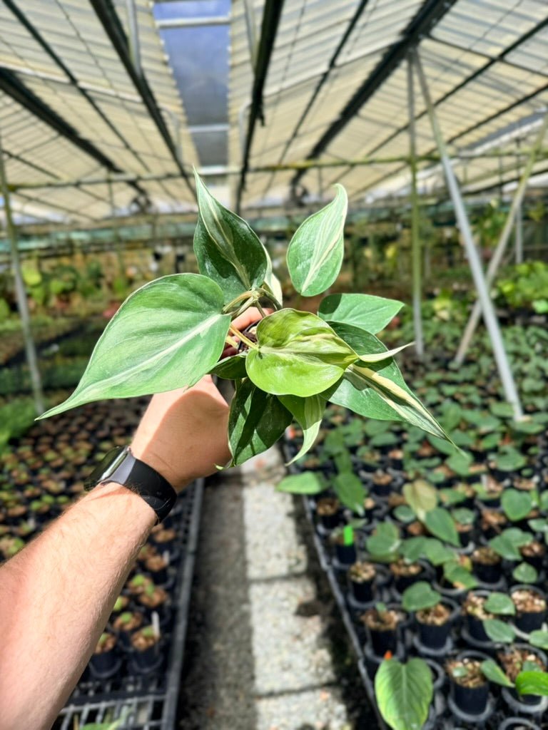 Philodendron Hederaceum Var. Oxycardium - Rio | Uprooted