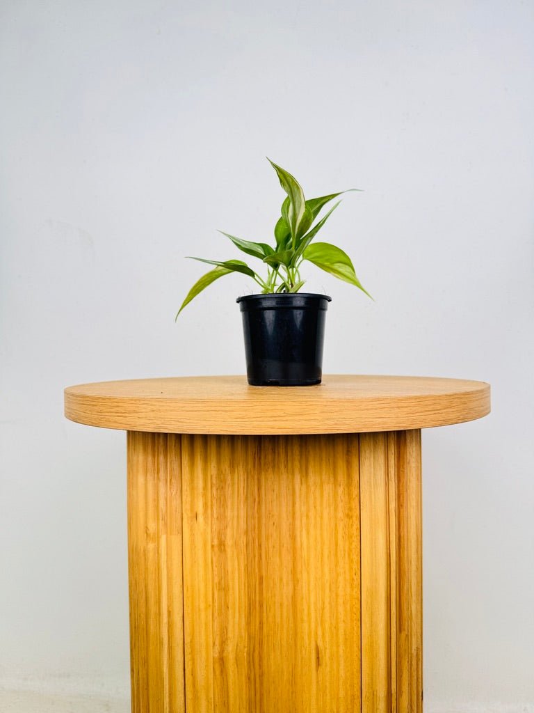 Philodendron Hederaceum Var. Oxycardium - Rio | Uprooted