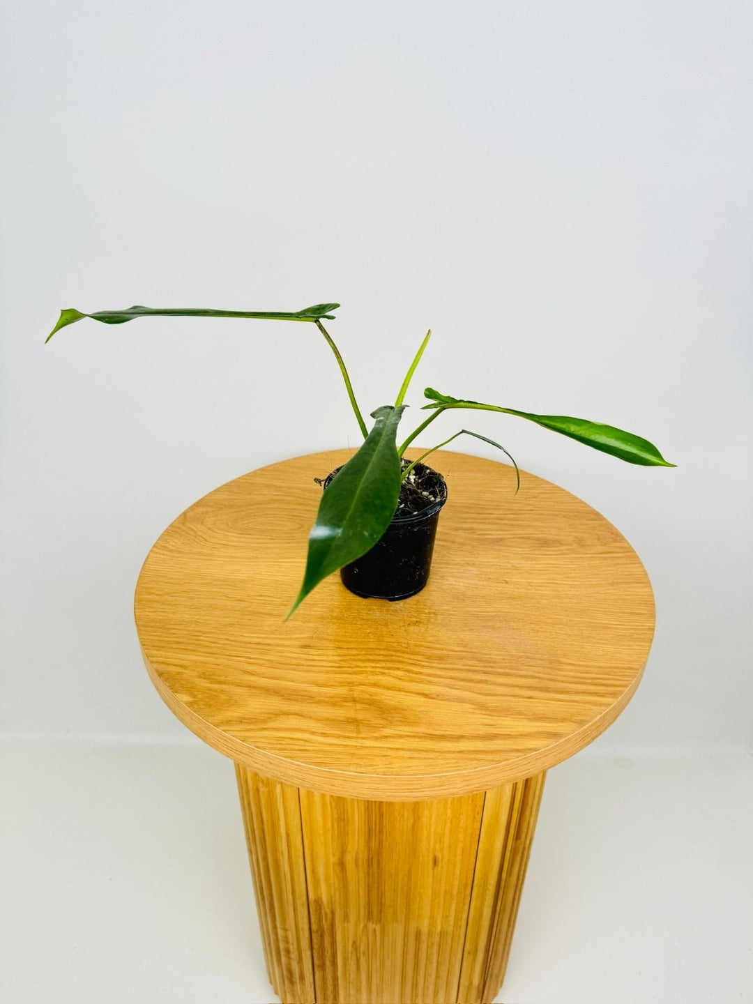 philodendron joepii mature Philodendron Joepii | Uprooted