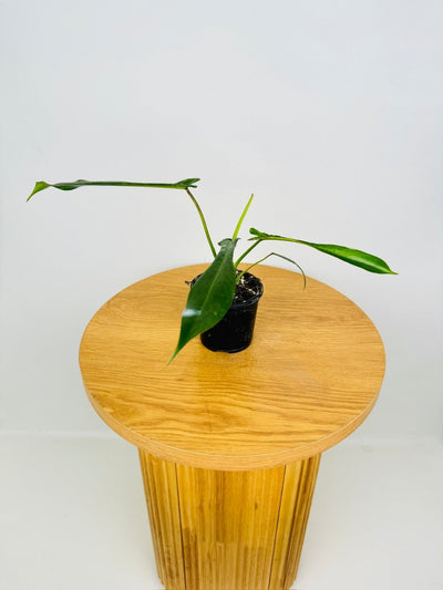 Philodendron Joepii | Uprooted