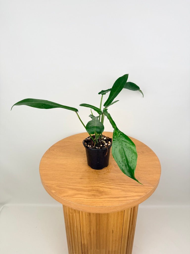 Philodendron Joepii | Uprooted