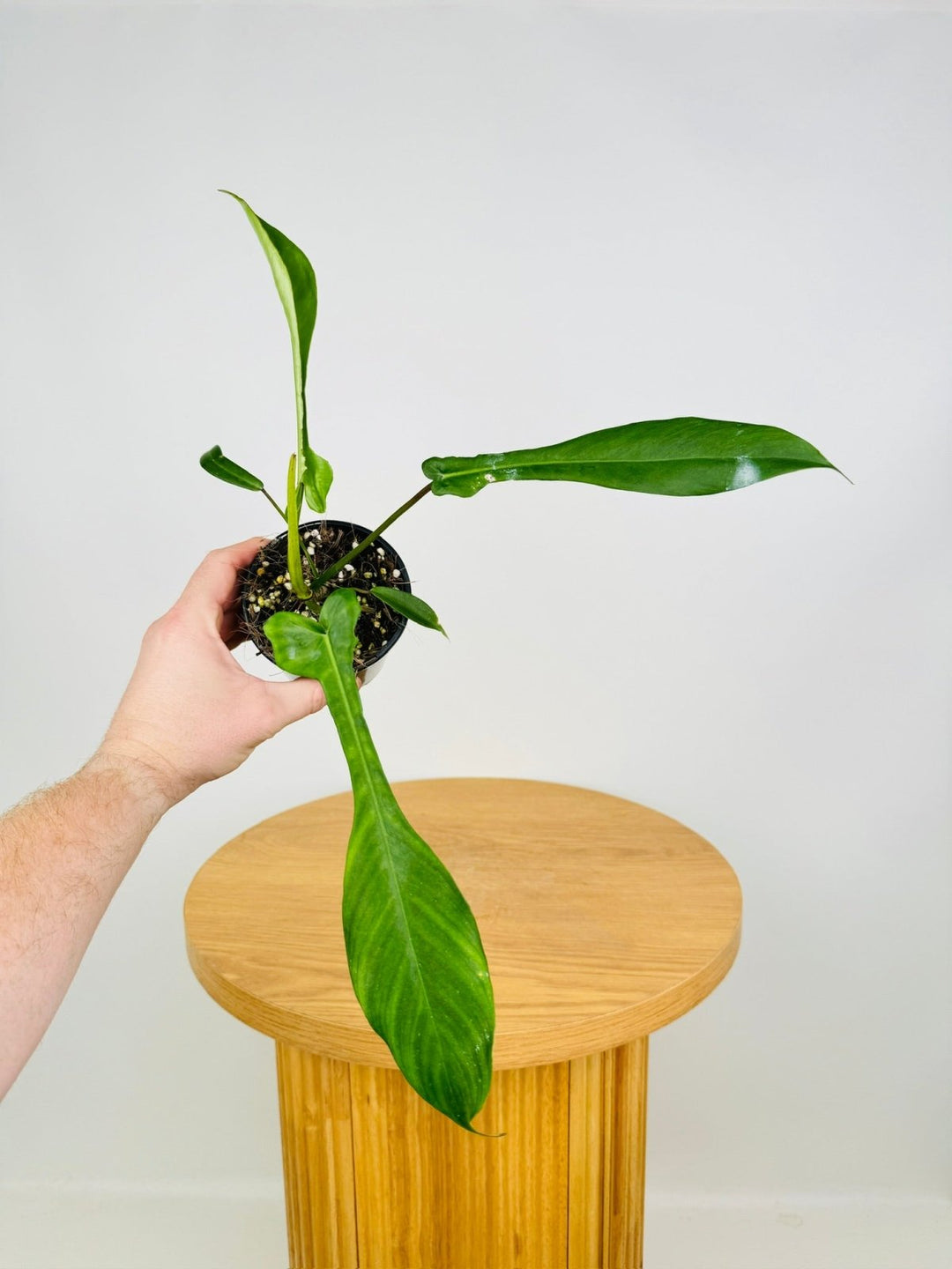 philodendron joepii why so expensive Philodendron Joepii | Uprooted