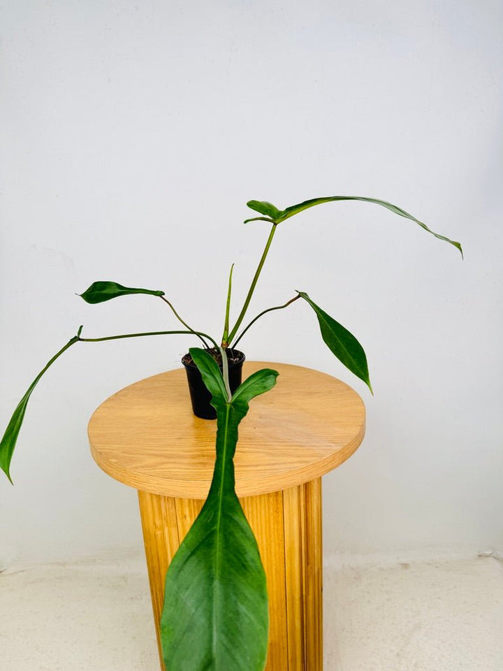 Philodendron Joepii | Uprooted