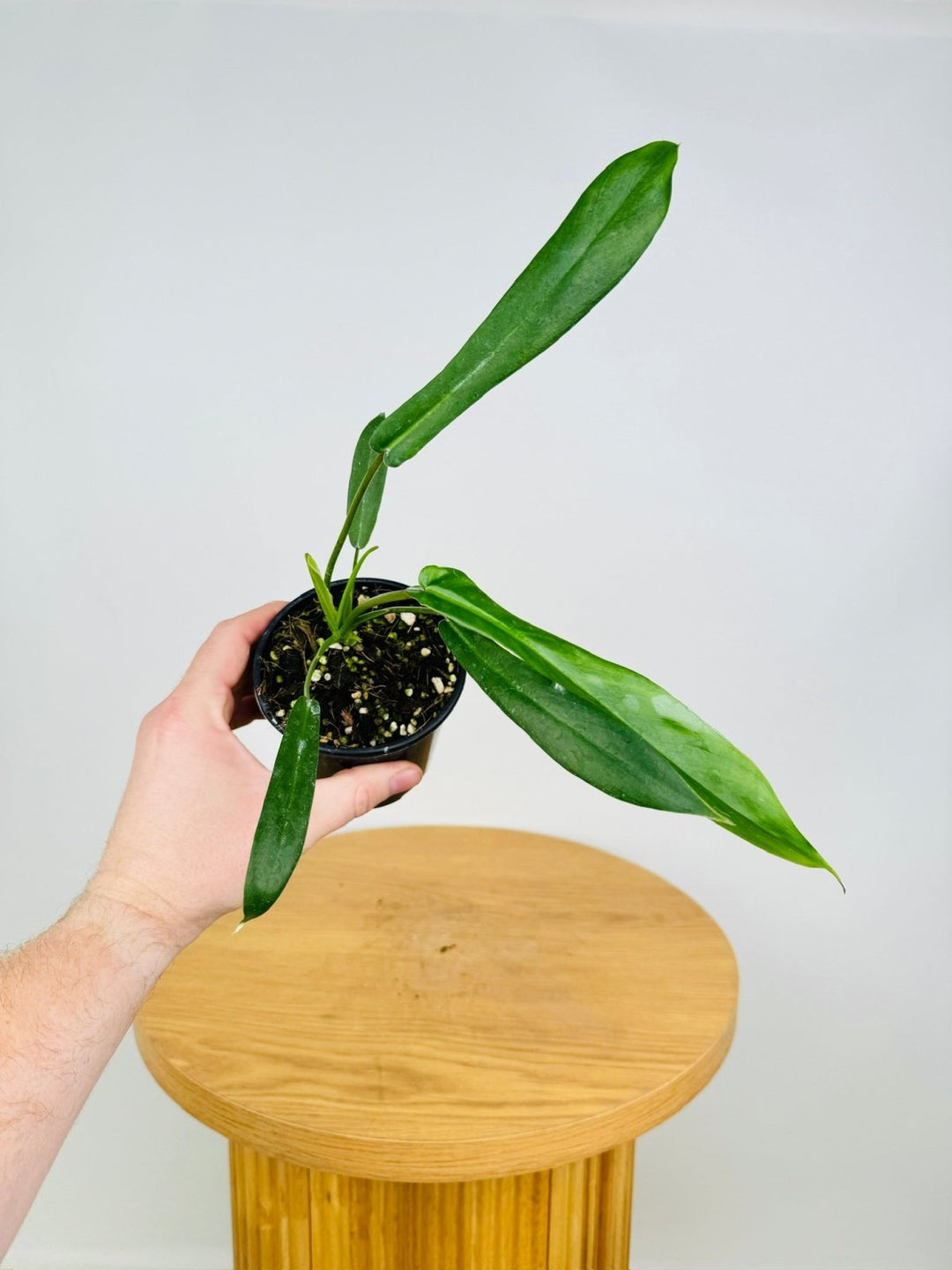 philodendron joepii care Philodendron Joepii | Uprooted