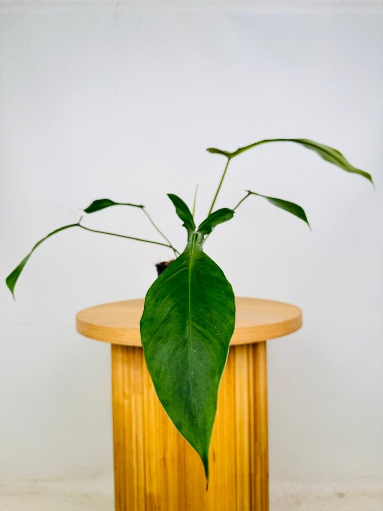 Philodendron Joepii | Uprooted