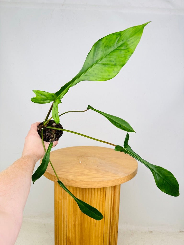 Philodendron Joepii | Uprooted