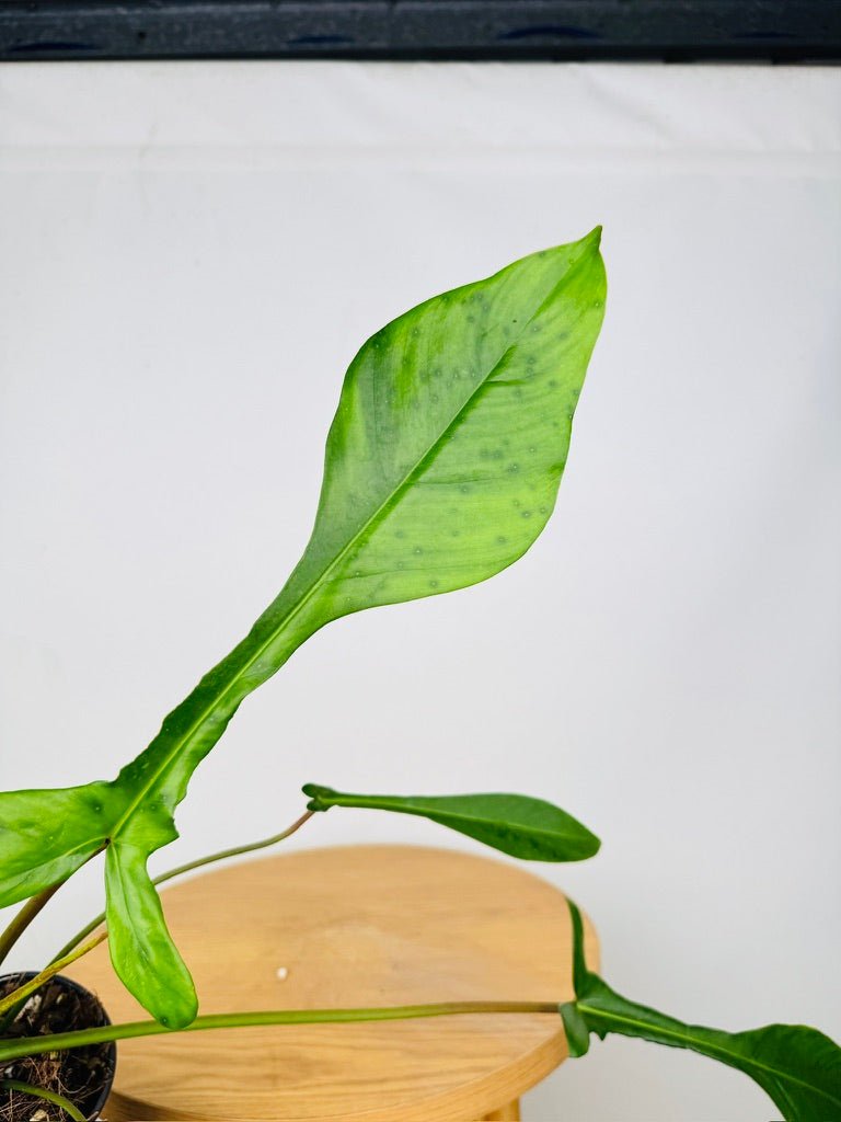 Philodendron Joepii | Uprooted