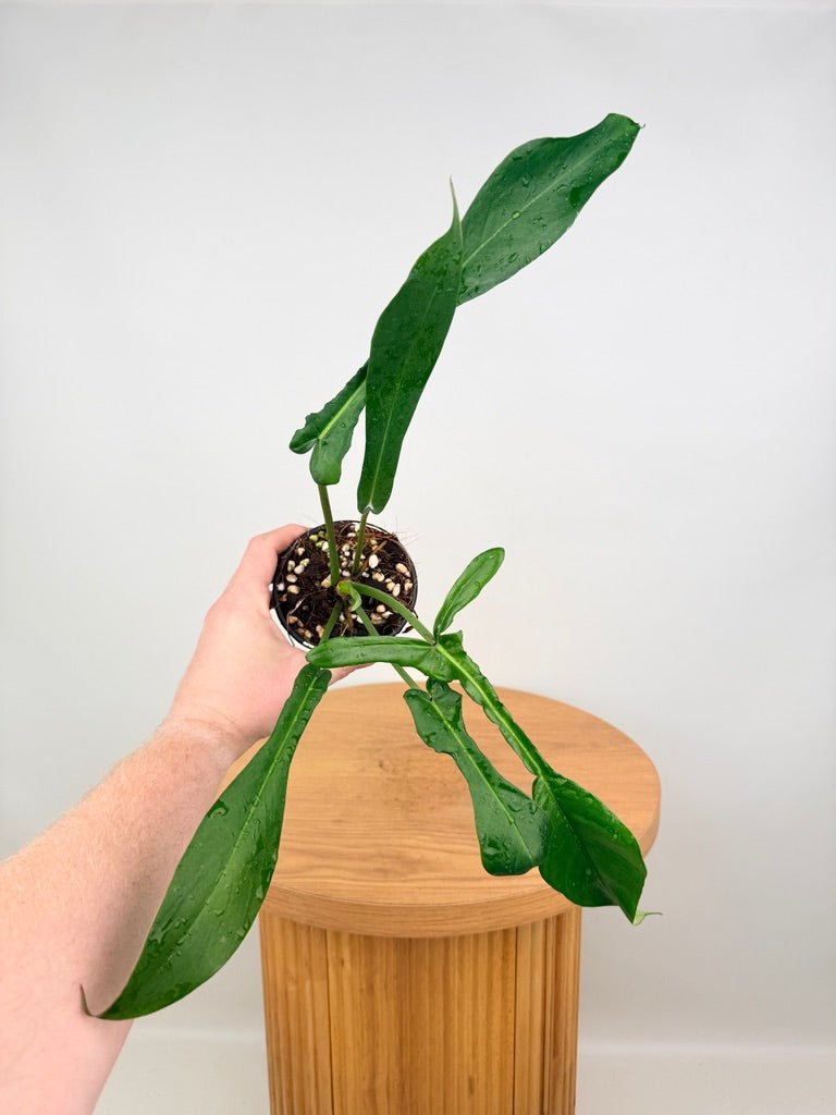 Philodendron Joepii | Uprooted