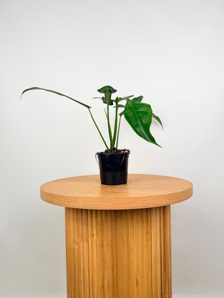 Philodendron Joepii | Uprooted
