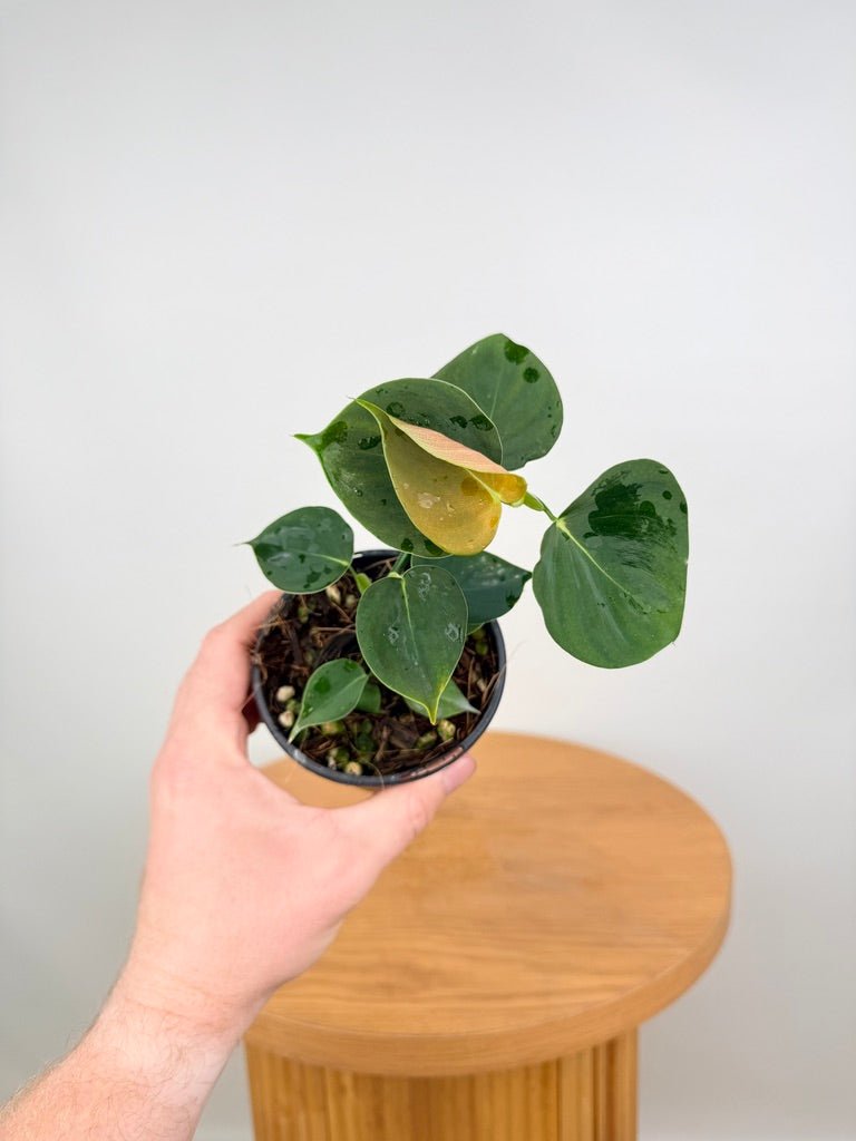 Philodendron Lupinum | Uprooted