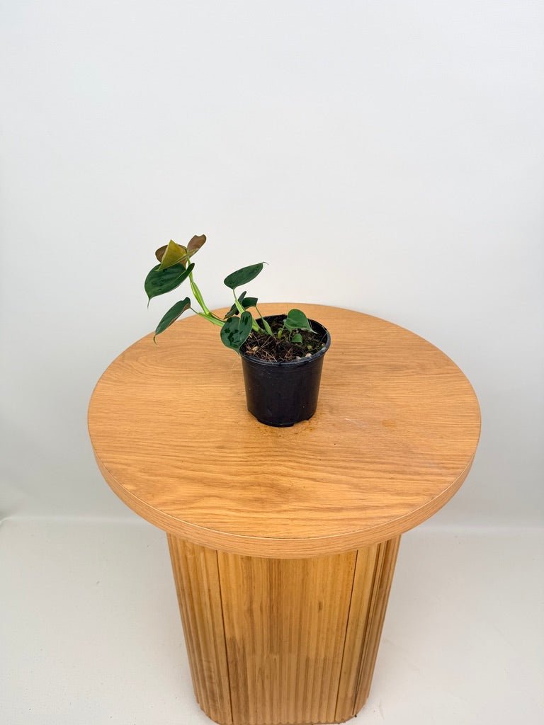 Philodendron Lupinum | Uprooted