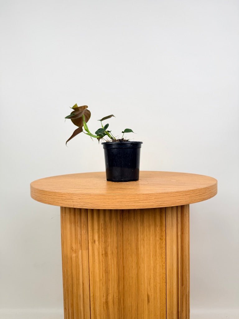 Philodendron Lupinum | Uprooted