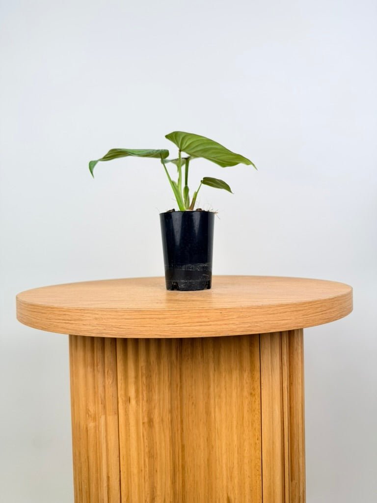 Philodendron Mamei - Silver Cloud | Uprooted