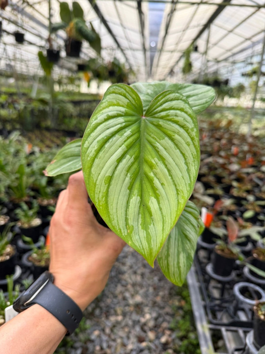 Philodendron Mamei - Silver Cloud | Uprooted