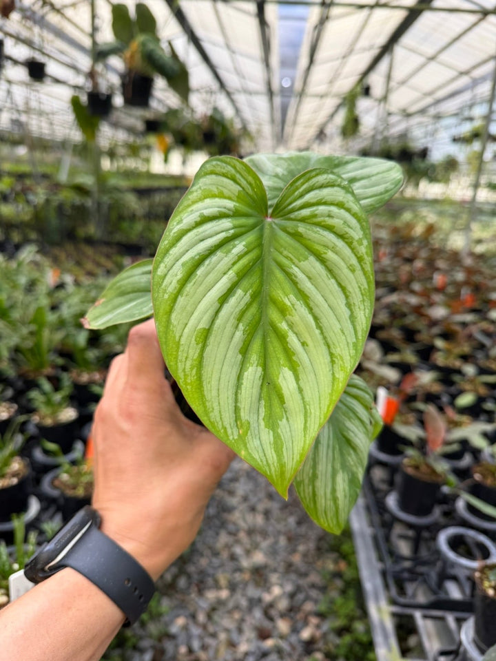 Philodendron Mamei - Silver Cloud | Uprooted