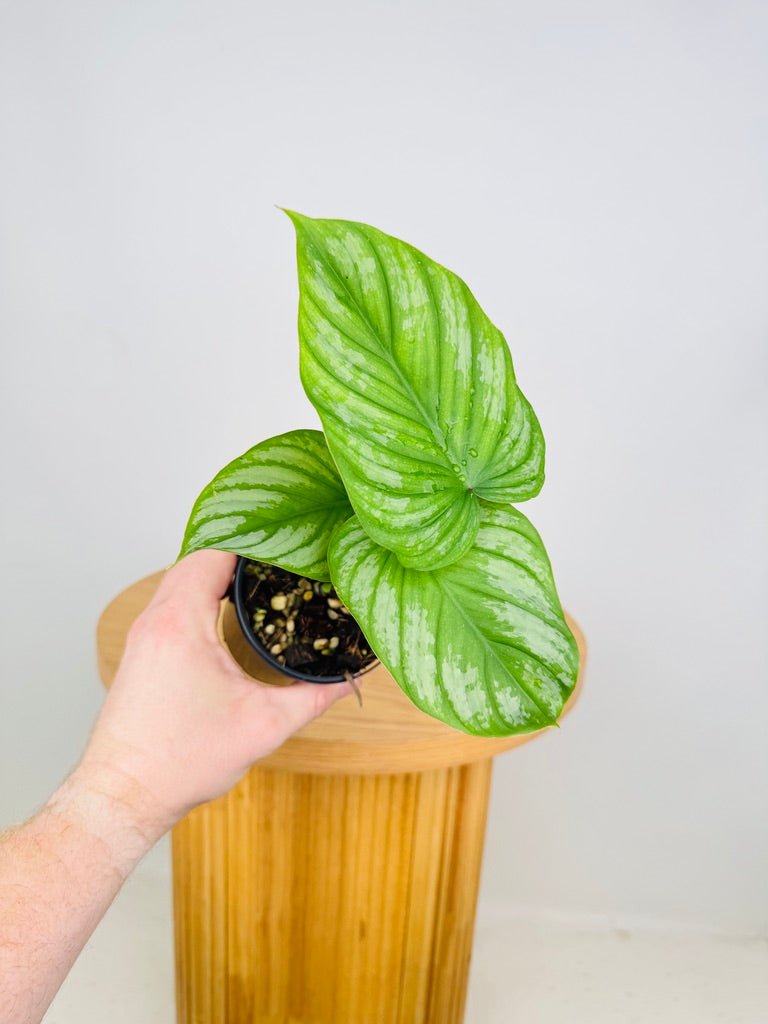 philodendron minarum cloud Philodendron Silver Cloud | Uprooted