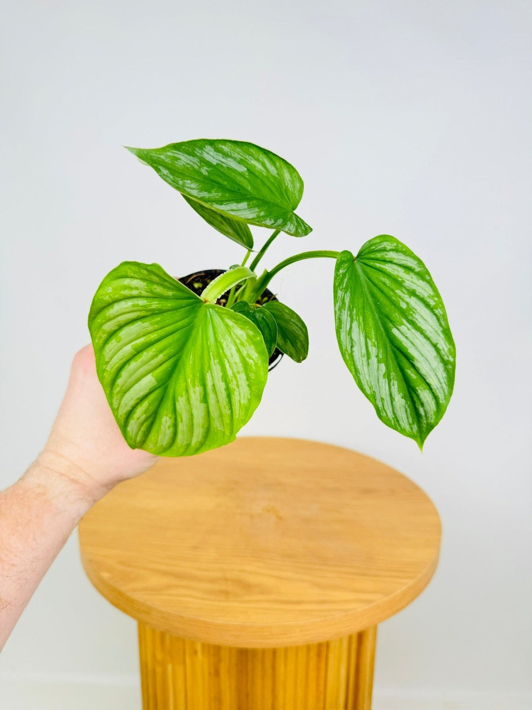 mamei silver cloud philodendron Philodendron Silver Cloud | Uprooted