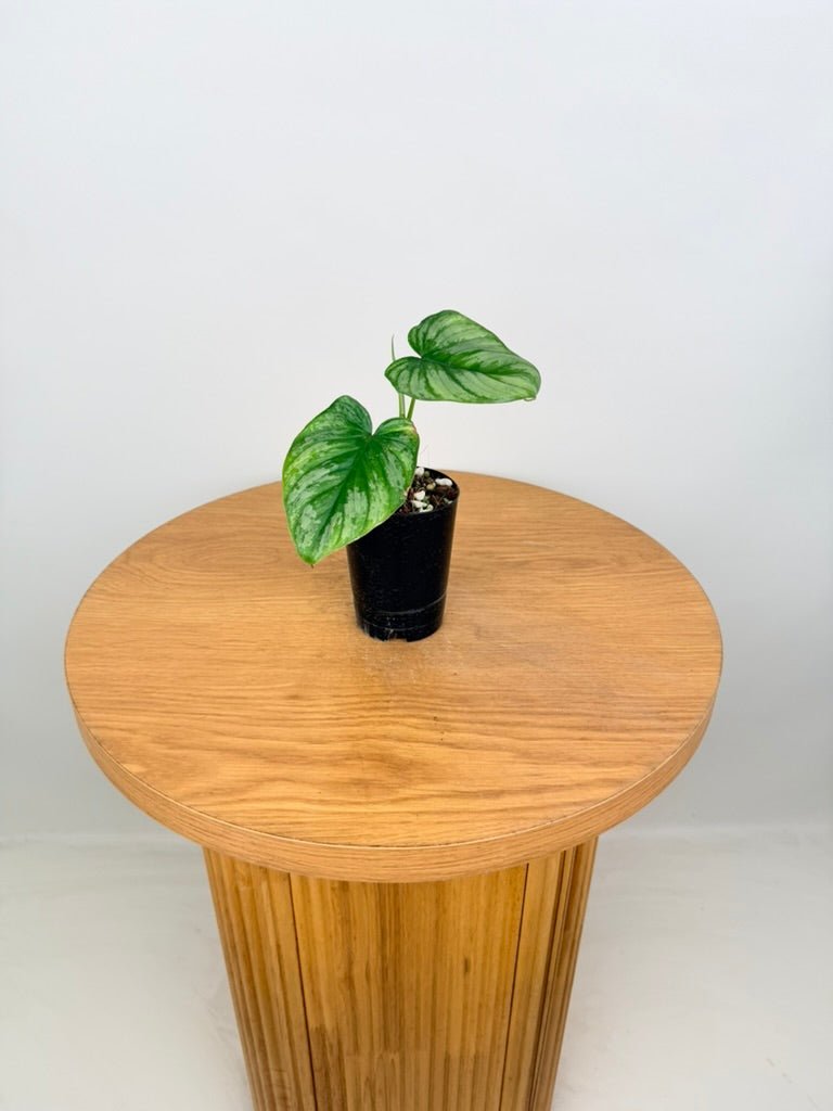 Philodendron Mamei - Silver Cloud | Uprooted