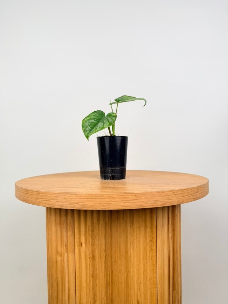 Philodendron Mamei - Silver Cloud | Uprooted