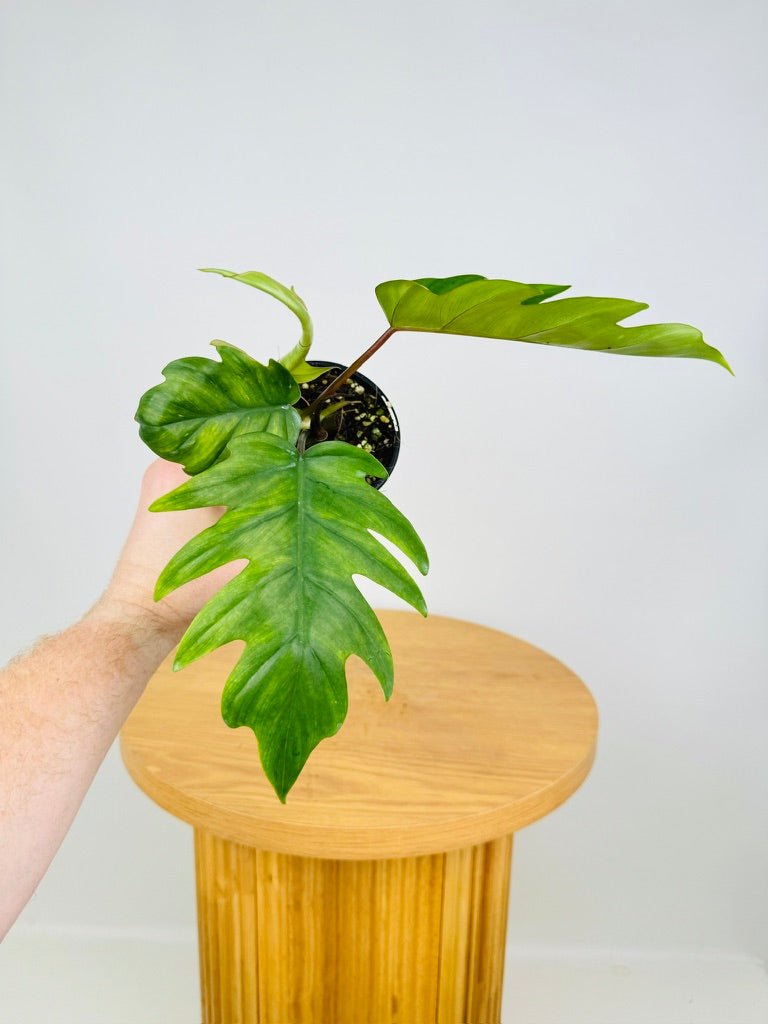 philodendron mayoi tahiti Philodendron Mayoi Tahiti | Uprooted