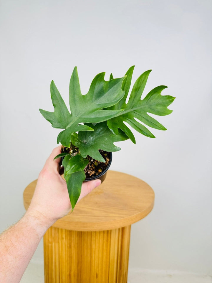 philodendron tahiti mayoi Philodendron Mayoi Tahiti | Uprooted