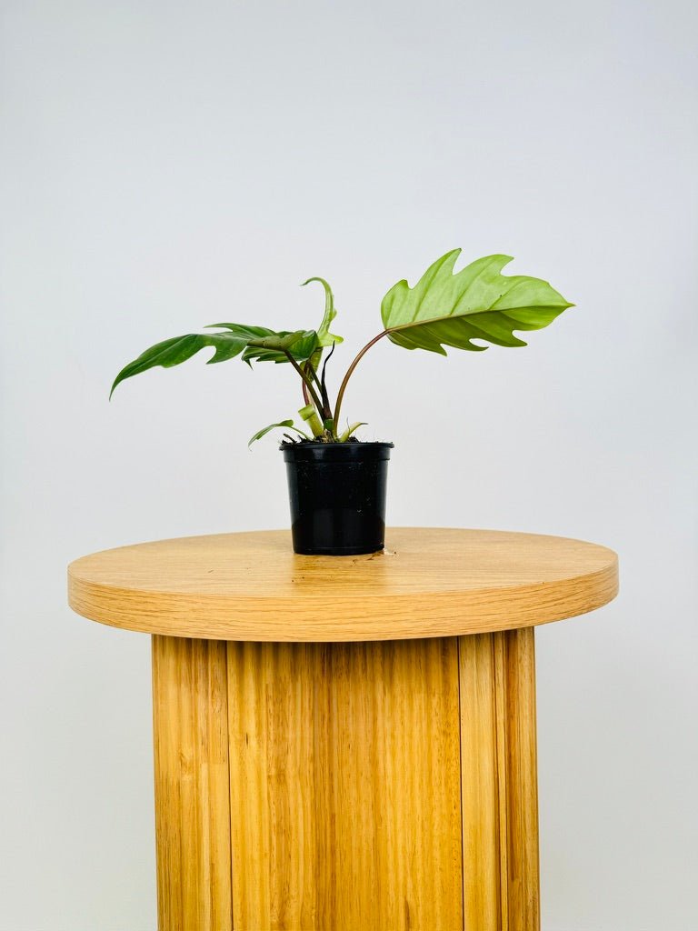 philodendron mayoi tahiti Philodendron Mayoi Tahiti | Uprooted