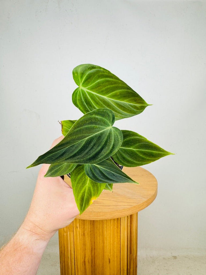 Philodendron Melanochrysum x Verrucosum - Splendid | Uprooted