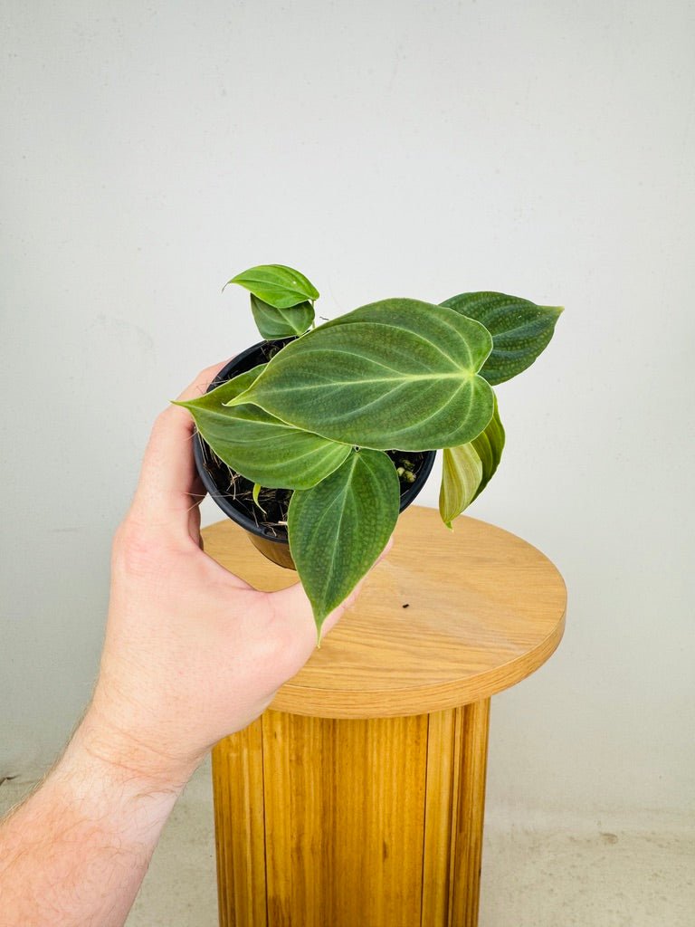 Philodendron Melanochrysum x Verrucosum - Splendid | Uprooted