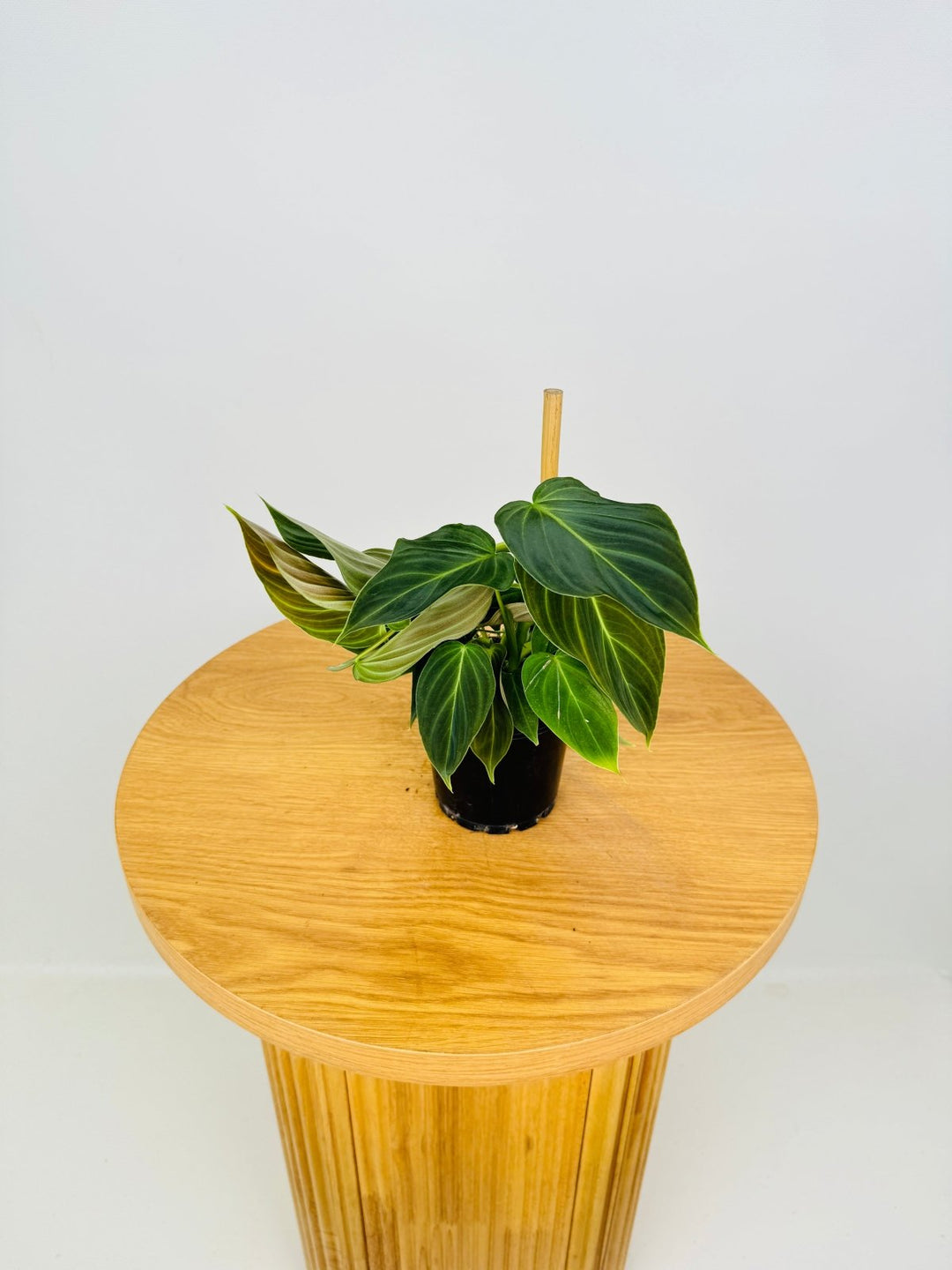 philodendron melanochrysum x verrucosum Philodendron Melanochrysum x Verrucosum - Splendid | Uprooted