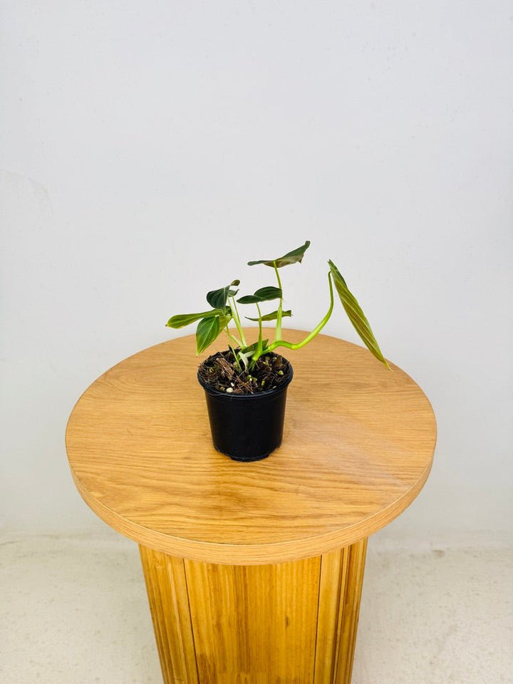 Philodendron Melanochrysum x Verrucosum - Splendid | Uprooted