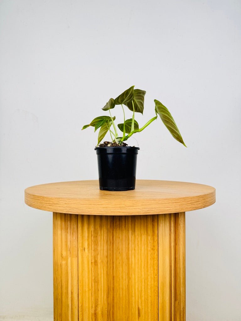 Philodendron Melanochrysum x Verrucosum - Splendid | Uprooted
