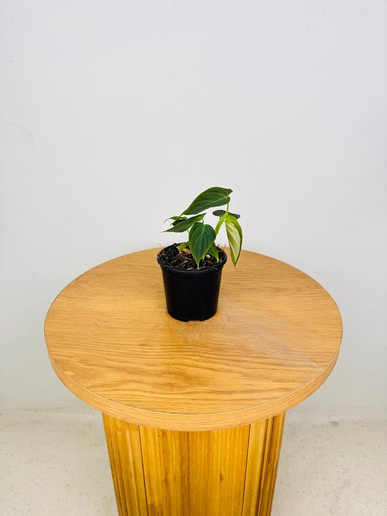 Philodendron Melanochrysum x Verrucosum - Splendid | Uprooted