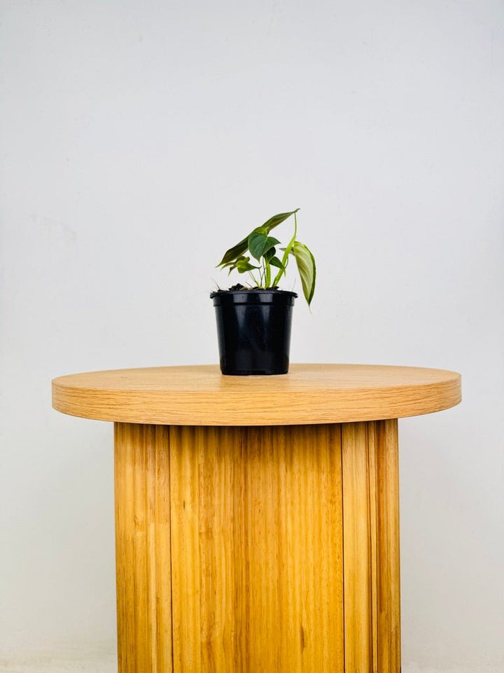 Philodendron Melanochrysum x Verrucosum - Splendid | Uprooted