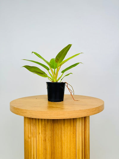 Philodendron Melinonii - Gold | Uprooted