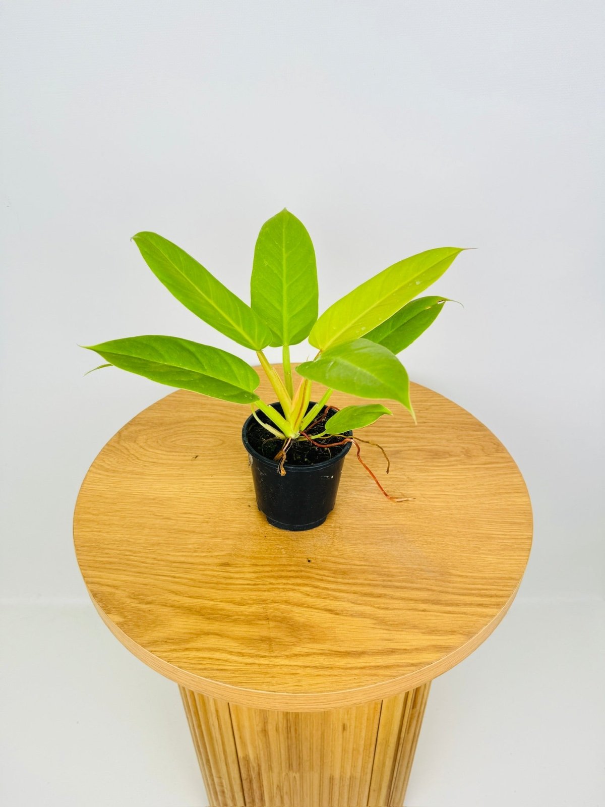 Philodendron Melinonii - Gold | Uprooted