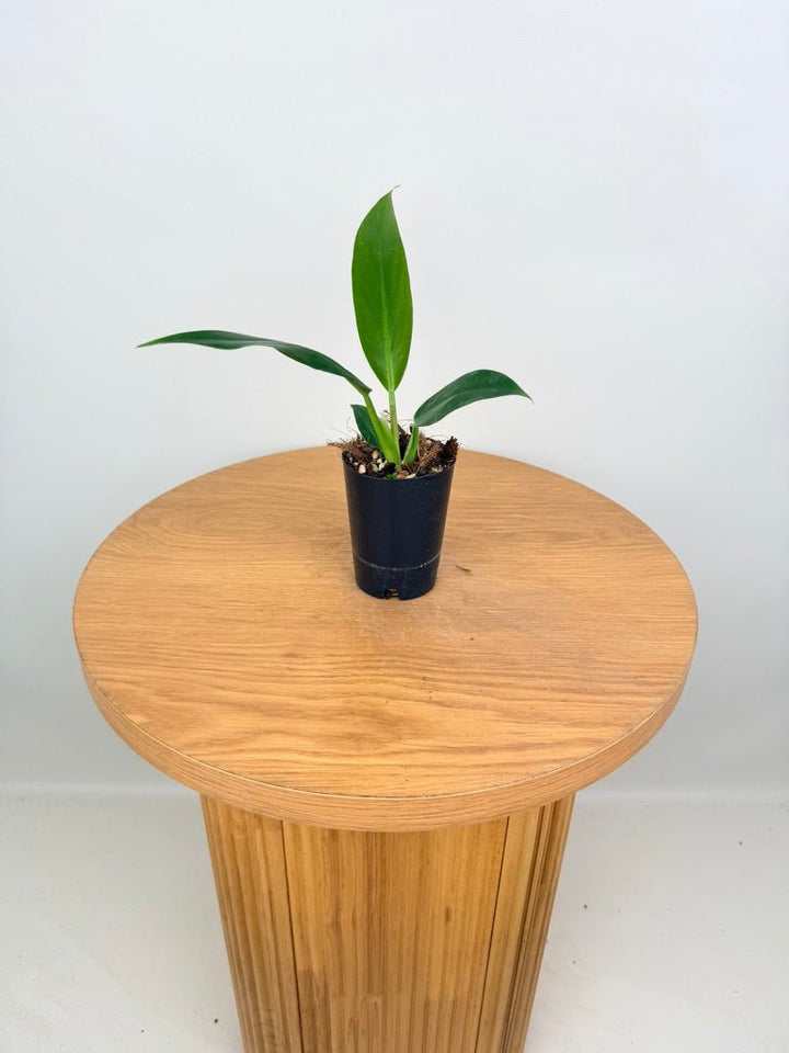 Philodendron Mexicanum | Uprooted