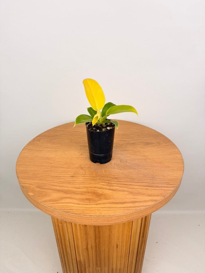 Philodendron Moonlight | Uprooted