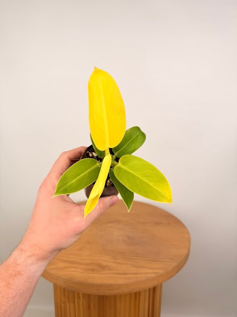 Philodendron Moonlight | Uprooted