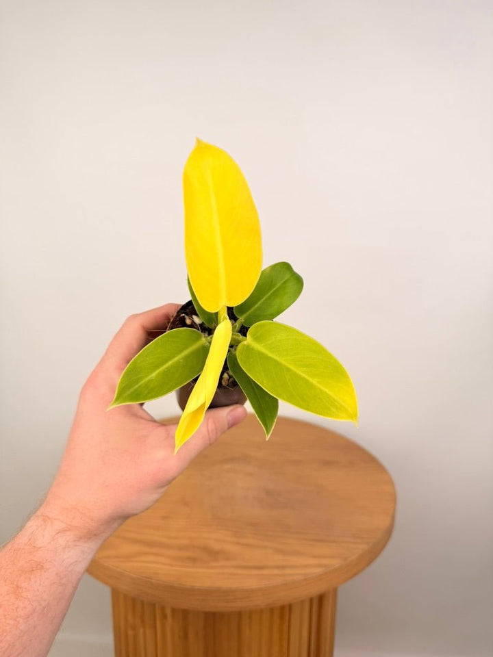 Philodendron Moonlight | Uprooted