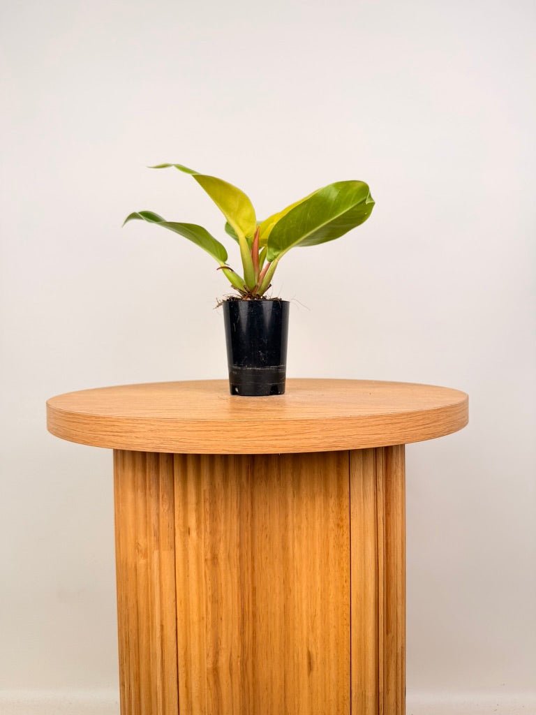Philodendron Moonlight | Uprooted