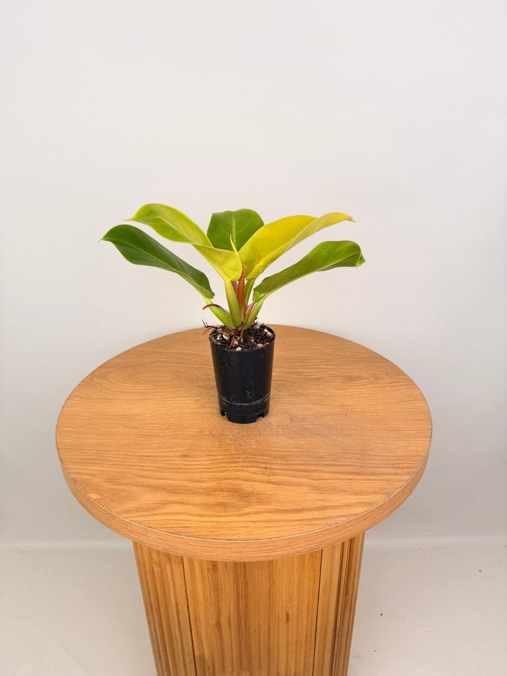 Philodendron Moonlight | Uprooted