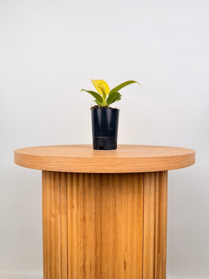 Philodendron Moonlight | Uprooted