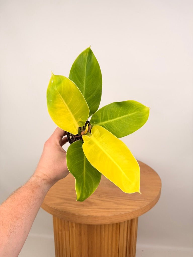Philodendron Moonlight | Uprooted