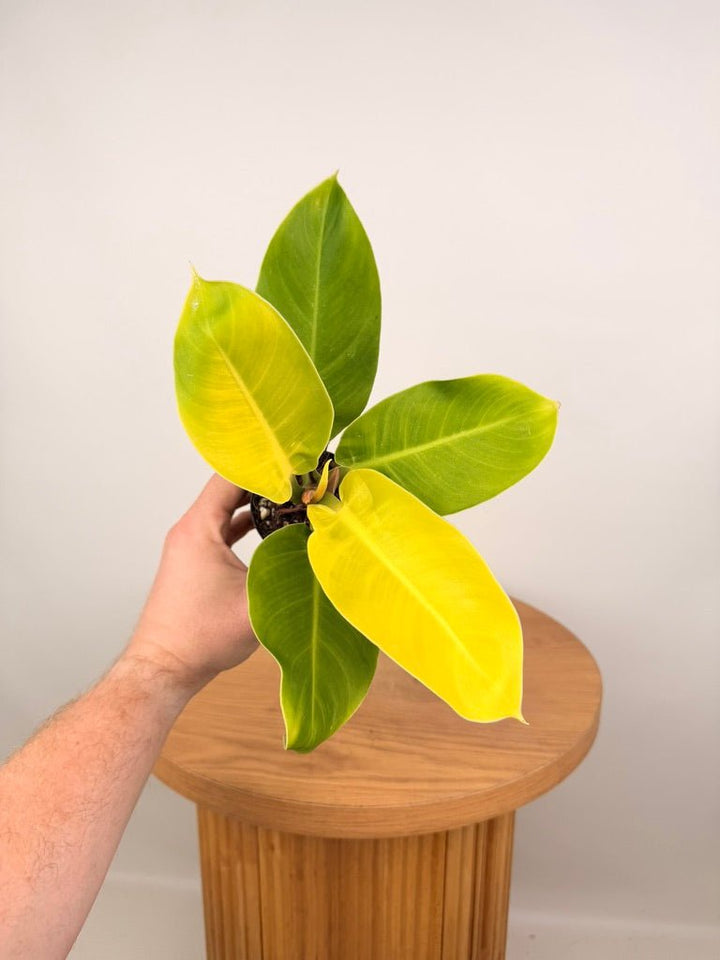 Philodendron Moonlight | Uprooted