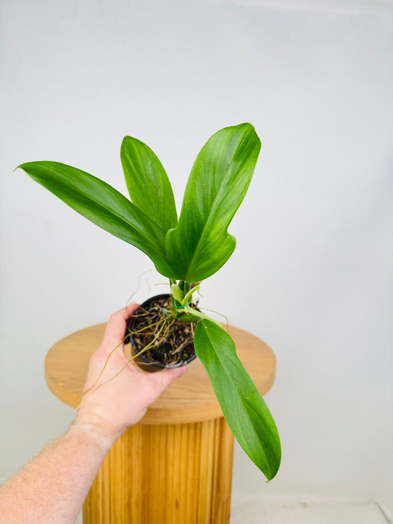 Philodendron Panduriforme | Uprooted