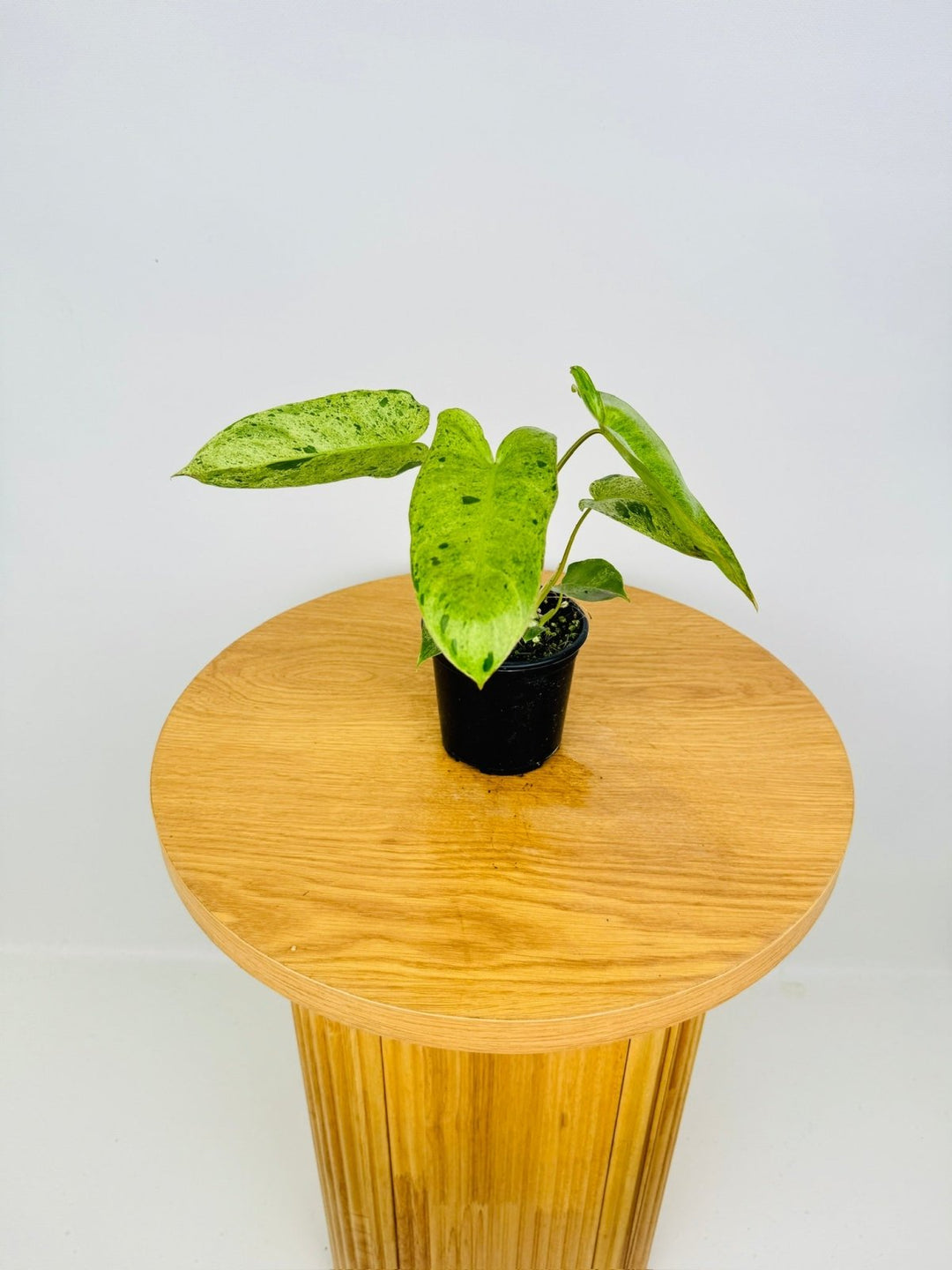 philodendron paraiso verde price Philodendron Paraiso Verde | Uprooted
