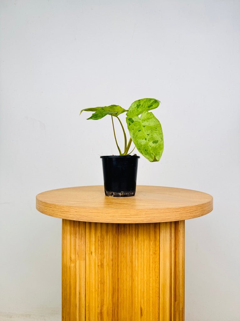 Philodendron Paraiso Verde | Uprooted