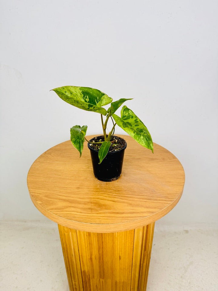 Philodendron Paraiso Verde | Uprooted