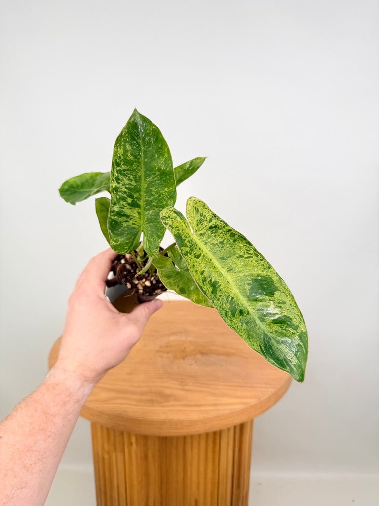 Philodendron Paraiso Verde | Uprooted