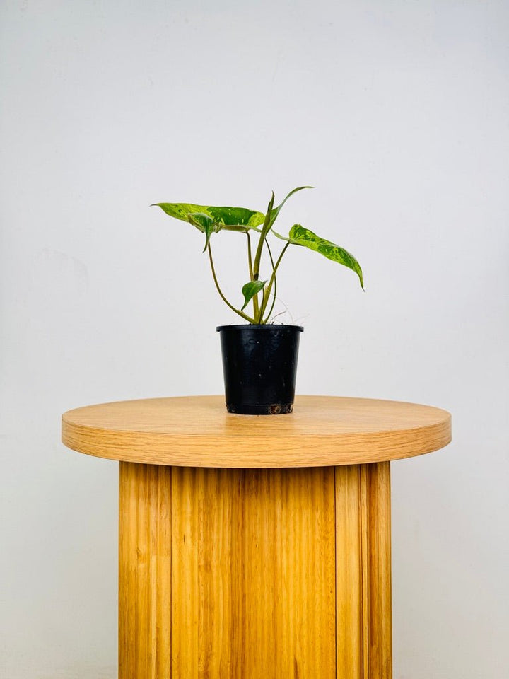 Philodendron Paraiso Verde | Uprooted